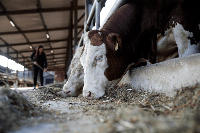 Konsumenten und Konsumentinnen legen heute grossen Wert darauf, wie Nutztiere behandelt werden.