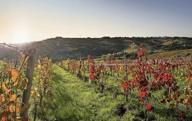 Traditionelle Weinbaugebiete müssen ihre Regulierungen wegen des Klimawandels neu anpassen: Chianti Classico