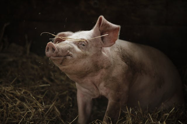 Neben der Muttermilch brauchen die Jungtiere
viel Wärme.