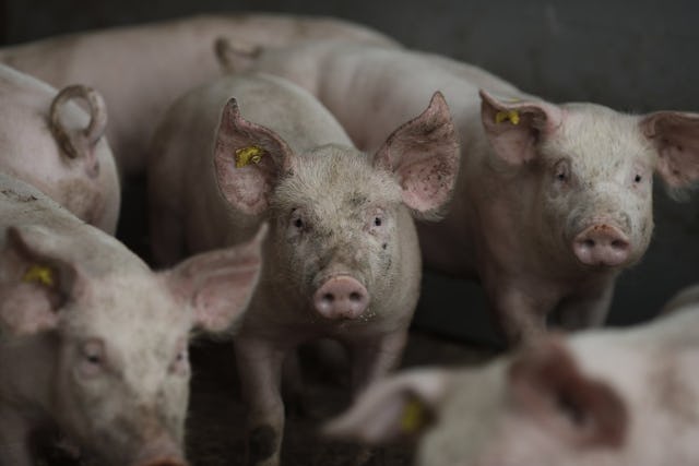 Hygiene ist beim Umgang mit Schweinen das A und O.