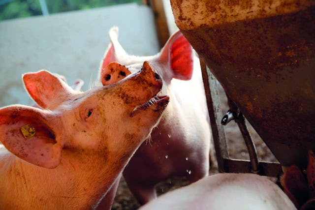Nach der Trennung von der Mutter kommen die Jungtiere in die Ferkelaufzucht.