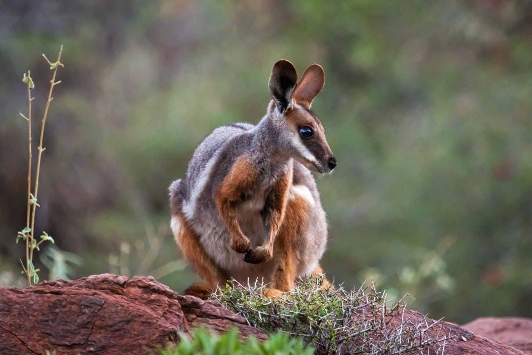 Ein spektakuläres, riesiges Schutzgebiet mitten im Herzen der nördlichen Flinders Ranges gelegen.