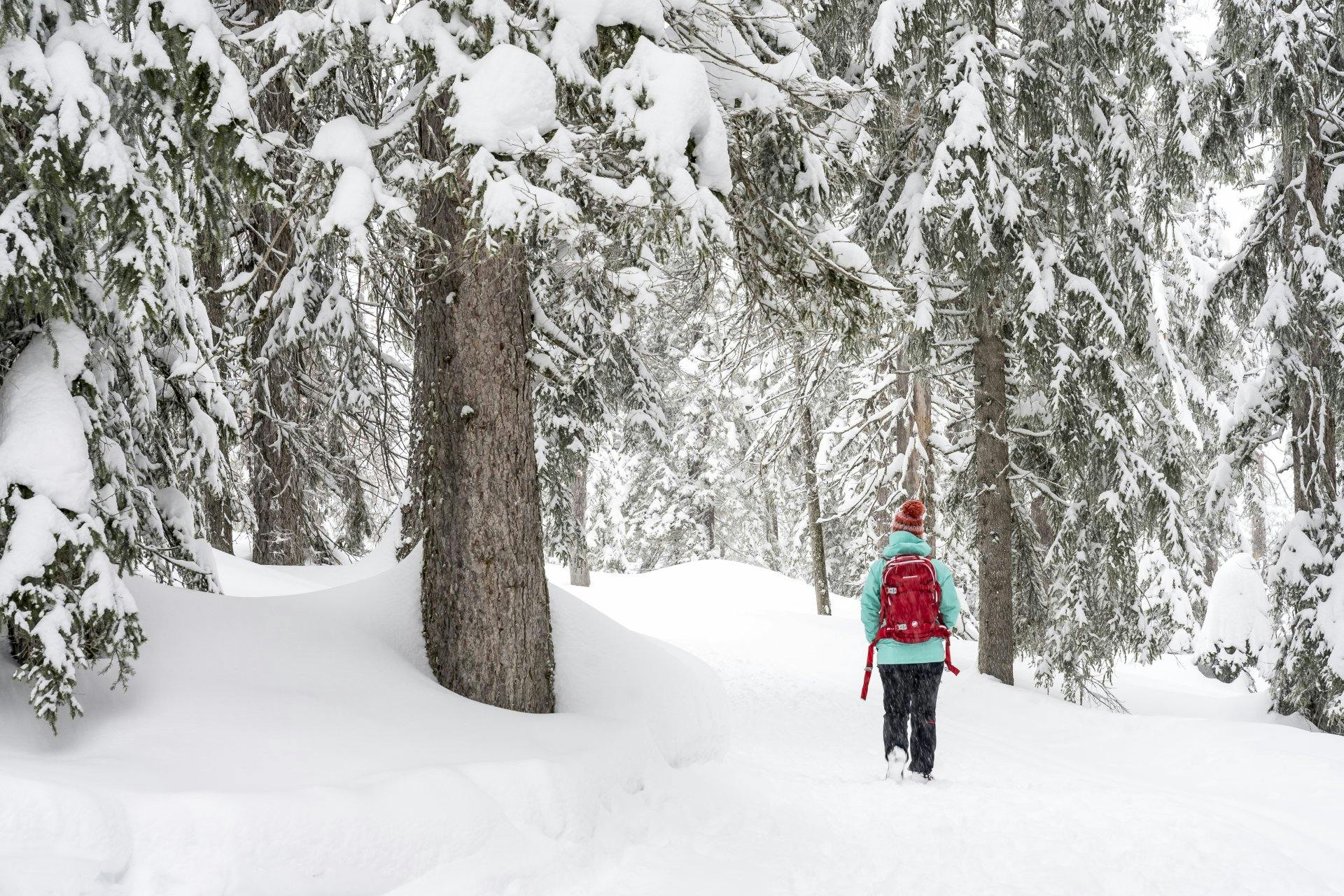 Verschneite Tannenwälder erfreuen die Wanderer und Wanderinnen.
