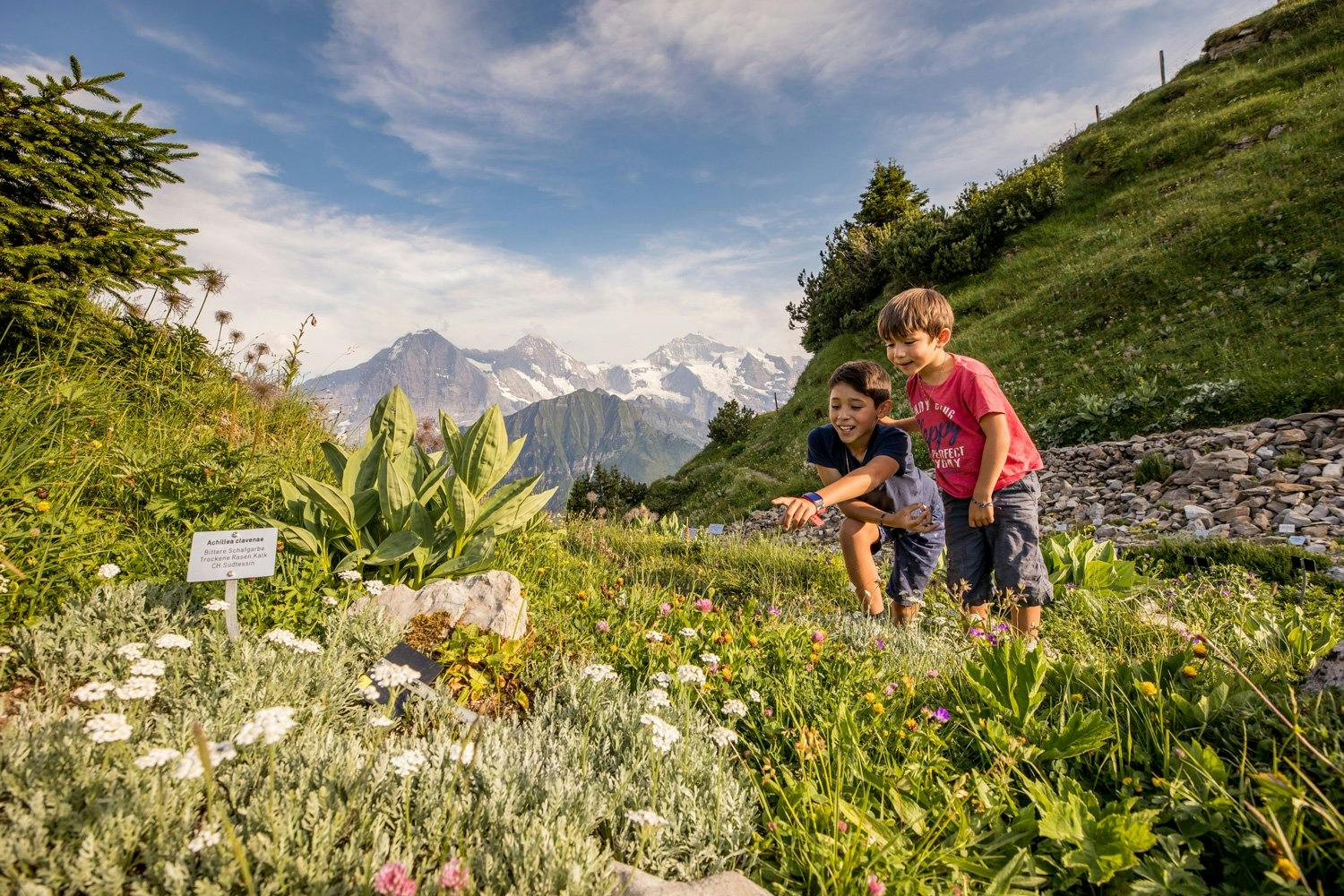 Der «Botanische Alpengarten» beherbergt seltene Pflanzen.