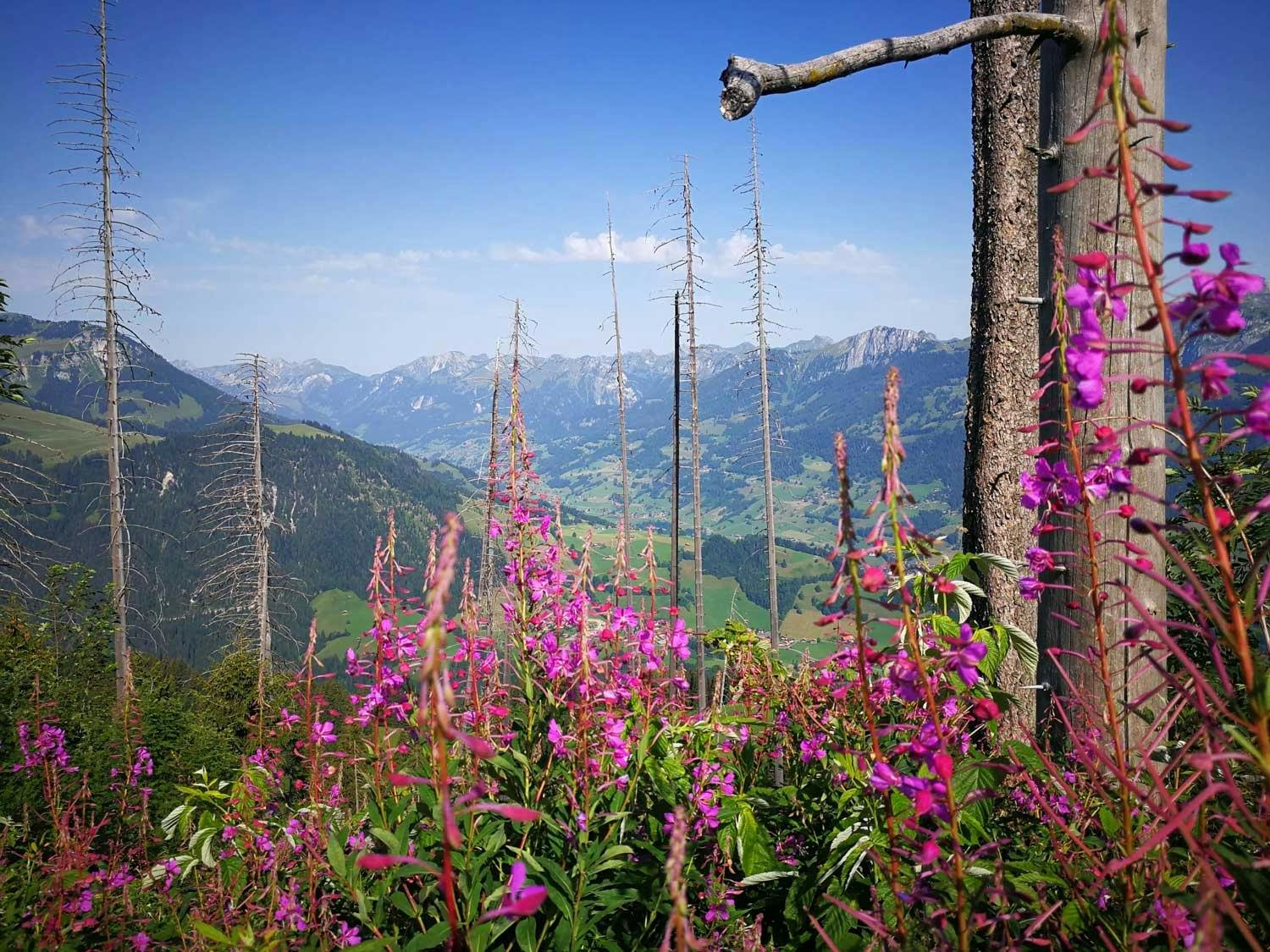Oder auch auf die weiten Täler des Simmen- und Diemtigtals.