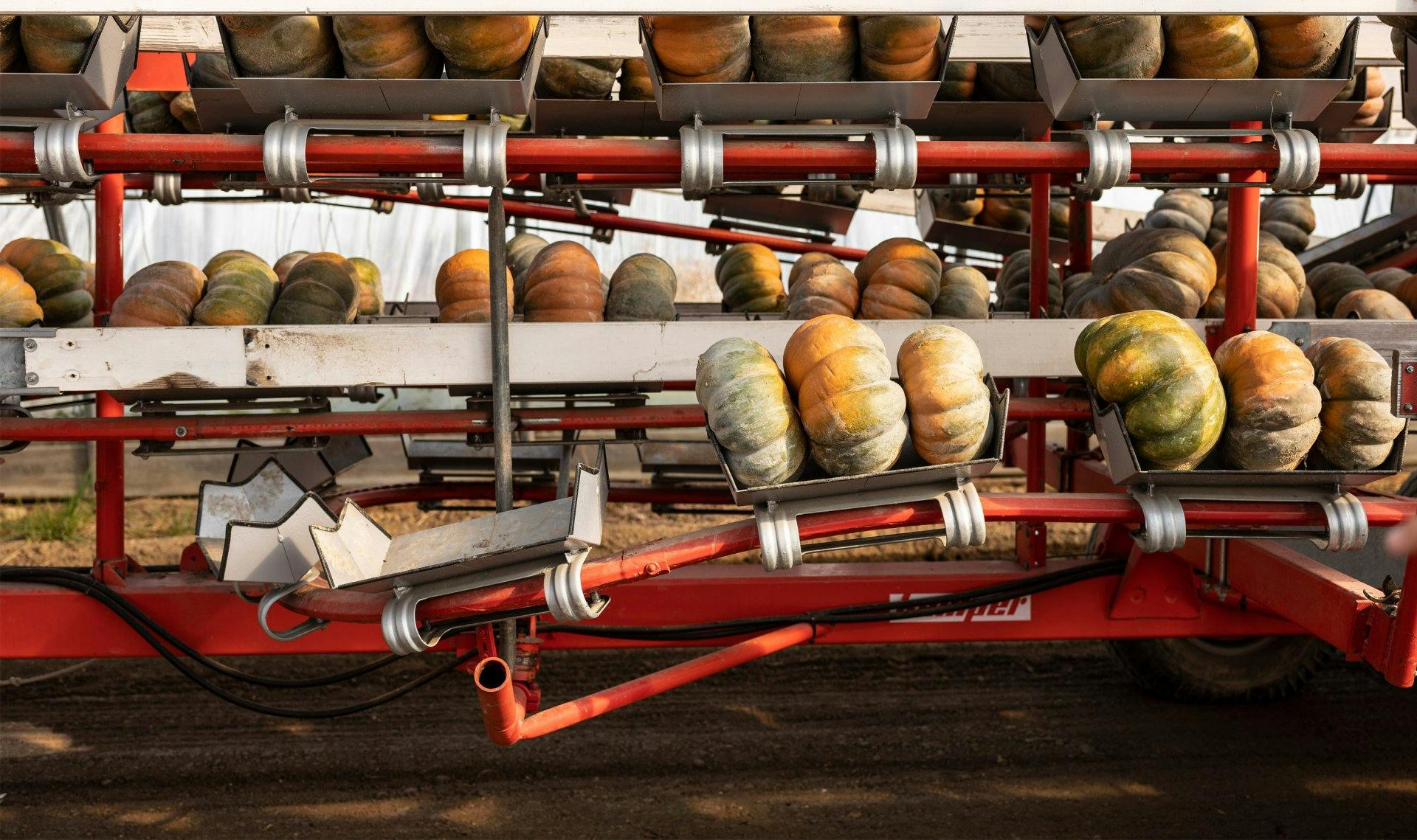 Die Kürbisse vom Feld werden dann per Förderband auf den Anhänger befördert.