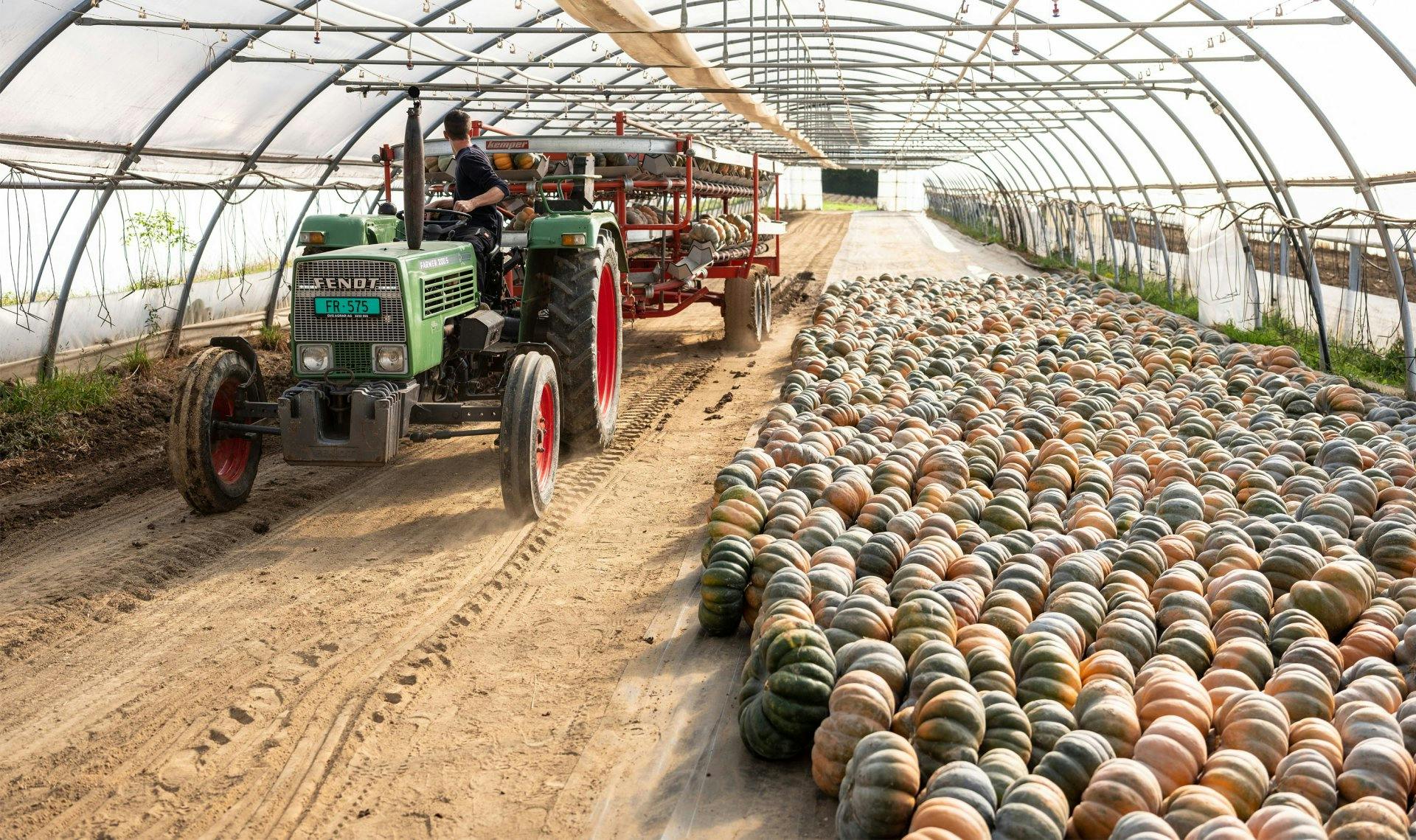 Nicht alle Kürbisse mögen es, gestapelt zu werden – deshalb deckt der vorgesehene Bogentunnel fast 1000 Quadratmeter.