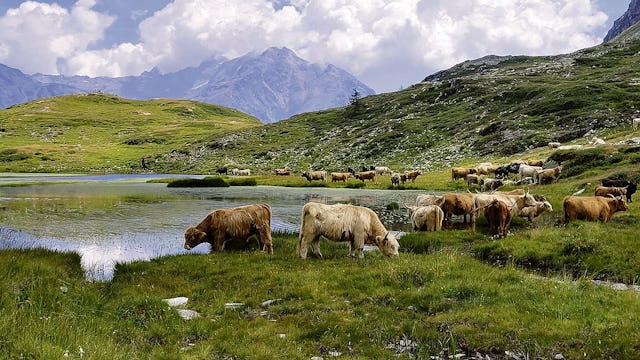 Zottige Hochlandrinder suchen auf dem Pass di Passit Kühlung im See.