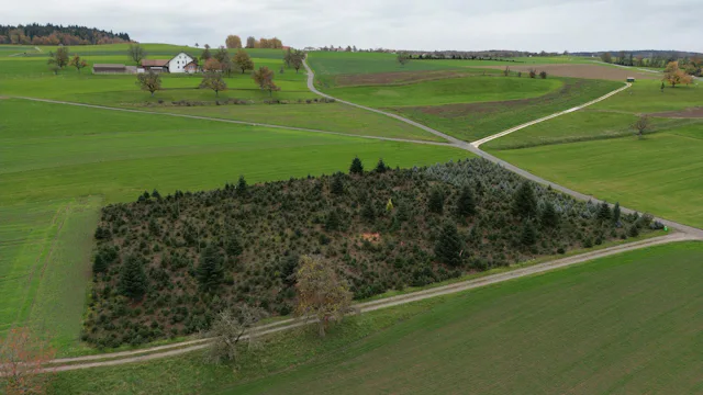 Tannenbäume aus Schweizer Anbau erfreut lokale Produzenten sowie die Umwelt.