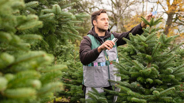 Für die Familie Keller aus Fahrwangen sind Christbäume eine echte Herzensangelegenheit.