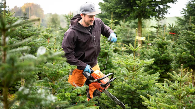 Auf rund 20 Hektaren produziert der Betrieb Keller Christbaumkulturen jährlich rund 17'000 Tannenbäume.
